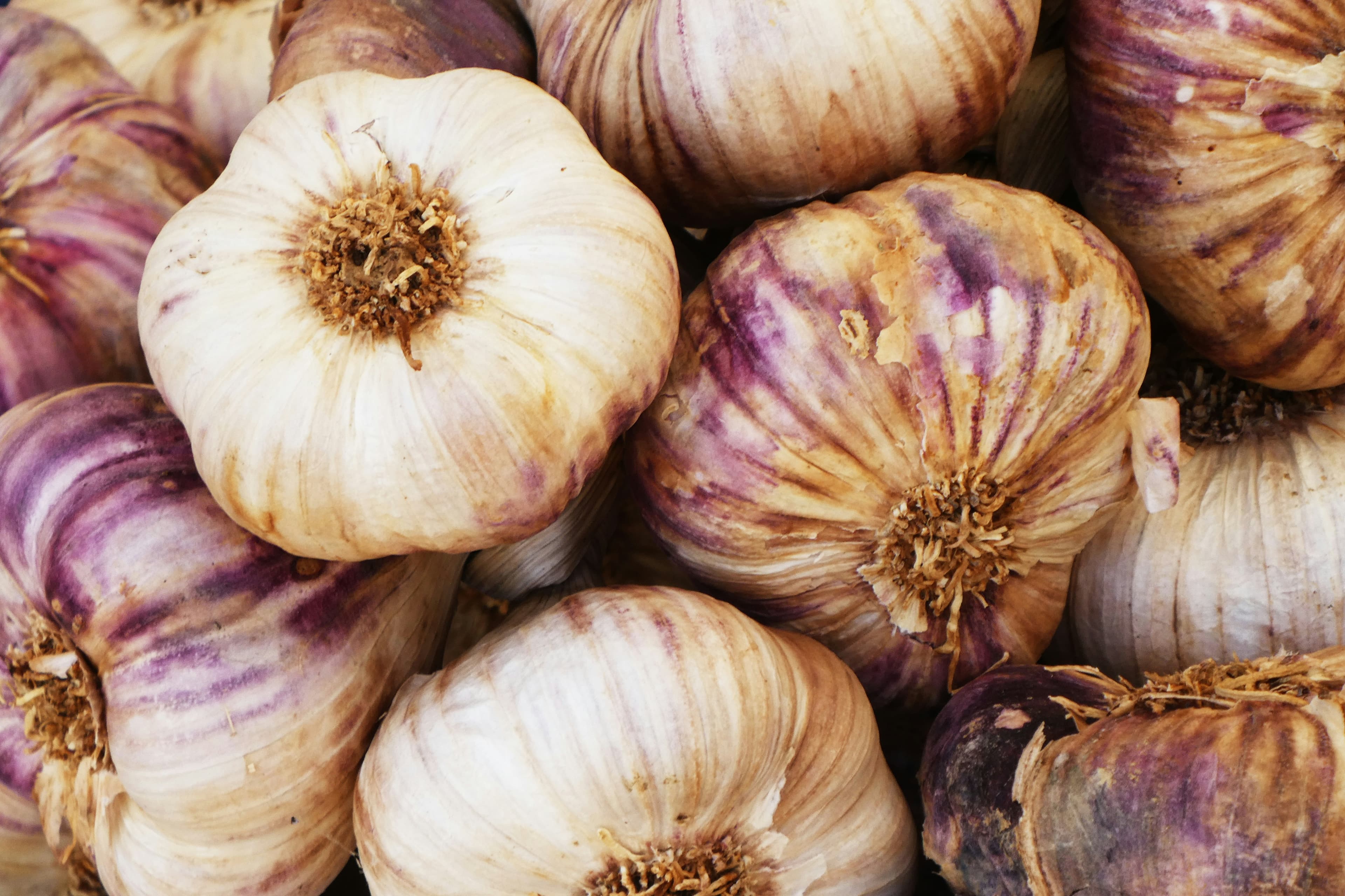 Garlic field landscape